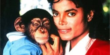 Bubbles, chimpanzé de Michael Jackson, está idoso e vive em santuário; veja