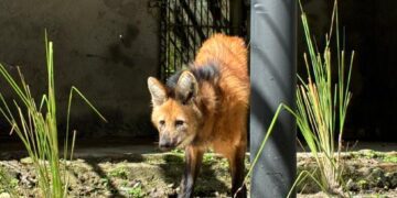 Parque Arruda Câmara recebe lobo-guará fêmea através de parceria com Cetas de Goiás