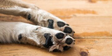 Polícia instaura inquérito para apurar envenenamento de cerca de 70 animais no Sertão