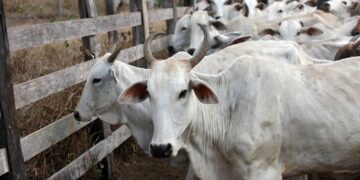 Preço da carne não deve baixar no Brasil mesmo com veto da União Europeia às exportações