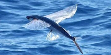 Governo regulamenta pesca de ova de peixe voador
