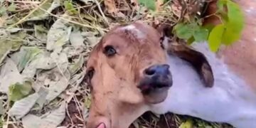 Bezerra nasce com duas cabeças no Sertão da Paraíba