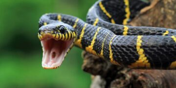 Mudanças climáticas podem aumentar cobras nas cidades