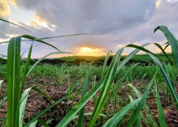 Governo regulamenta apoio financeiro a produtores de cana do Nordeste