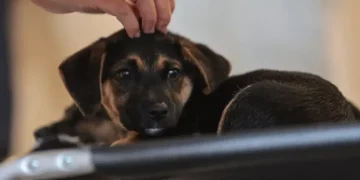 Lei define regras de guarda compartilhada de pets