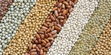 Arroz, café, trigo e mais: como a crise dos fertilizantes — em ano de El Niño — pode pressionar preços