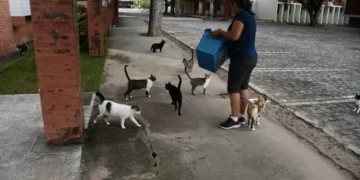 MPT dá prazo de 180 dias para UFPB restringir acesso de gatos