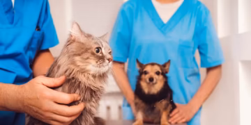 Programa oferece mais de 3 mil vagas para castração de cães e gatos na Paraíba; veja o cronograma