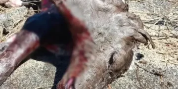 Bezerro de duas cabeças nasce no Sertão da Paraíba