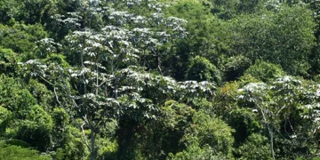 Quais são as 18 árvores que sustentam a Amazônia na luta contra o aquecimento global