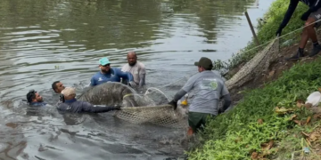 Peixe-boi é resgatado no rio Jaguaribe, em João Pessoa
