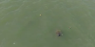 Peixe-boi-marinho “Maria”, resgatada no Rio Jaguaribe, é avistada na costa paraibana com “Mel” e “Puã”